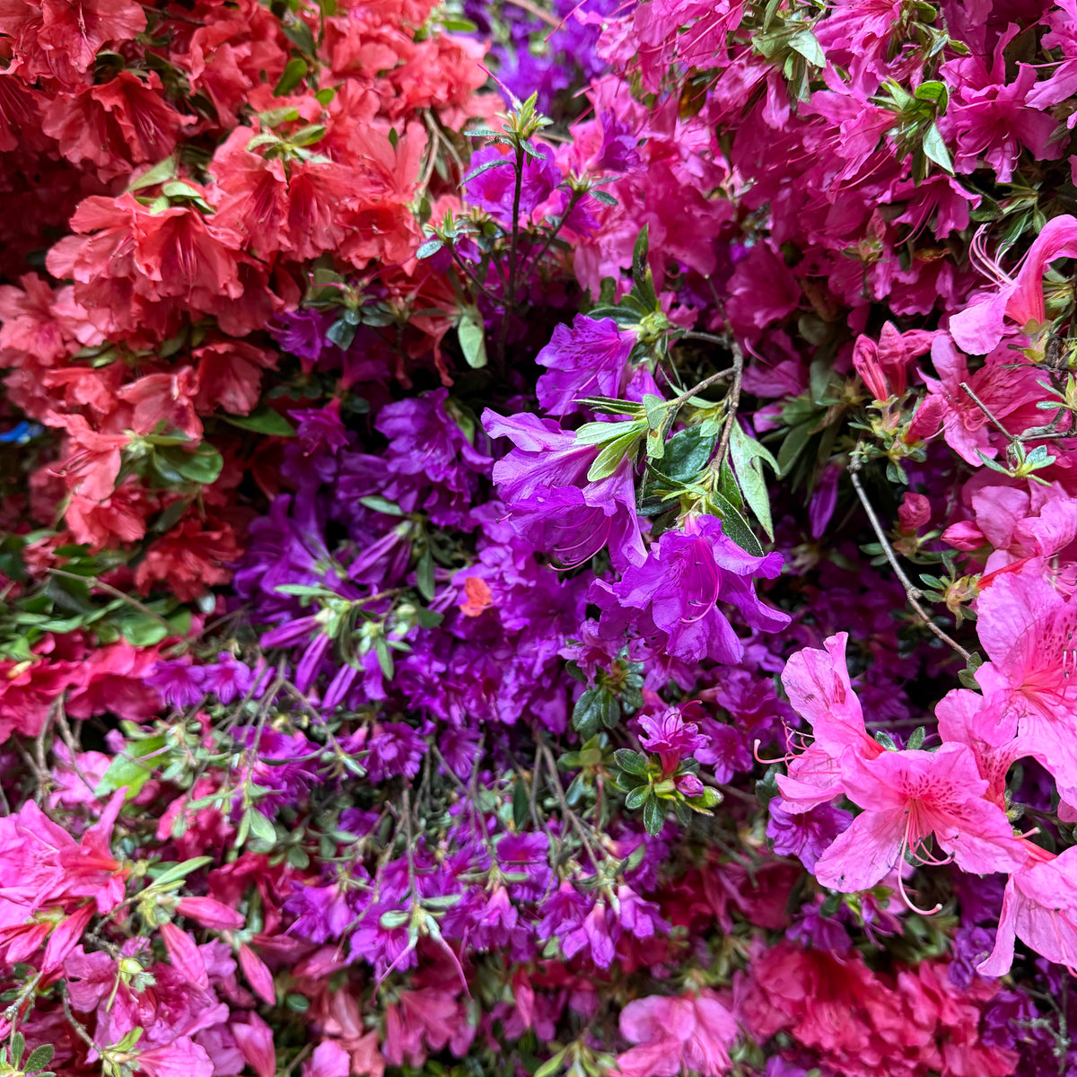 Azalea &#39;Wild&#39; Short Flowering (Loose Bundle)
