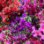Azalea 'Wild' Short Flowering (Loose Bundle)