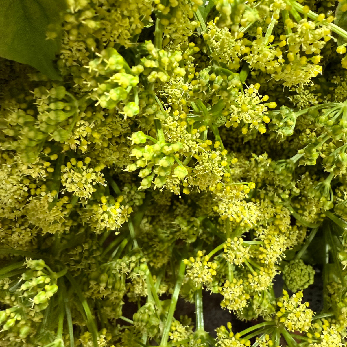 Angelica &#39;Wild Celery&#39; (Wild) (Various)