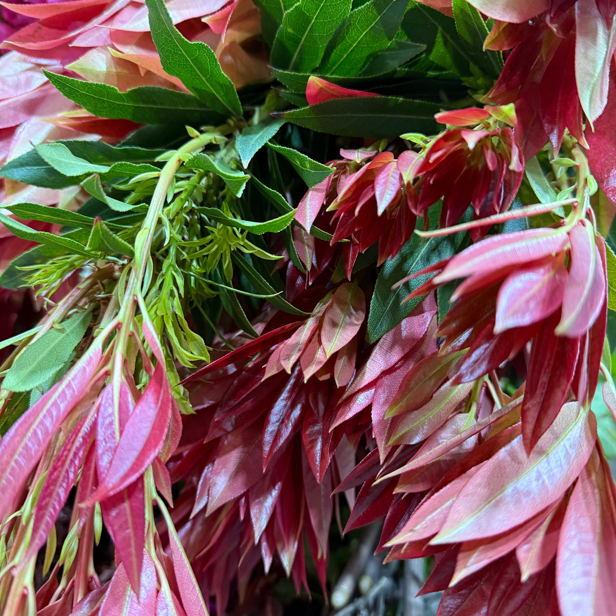 Pieris (Loose Bundle) (Various Sizes)