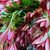 Pieris (Loose Bundle) (Various Sizes)