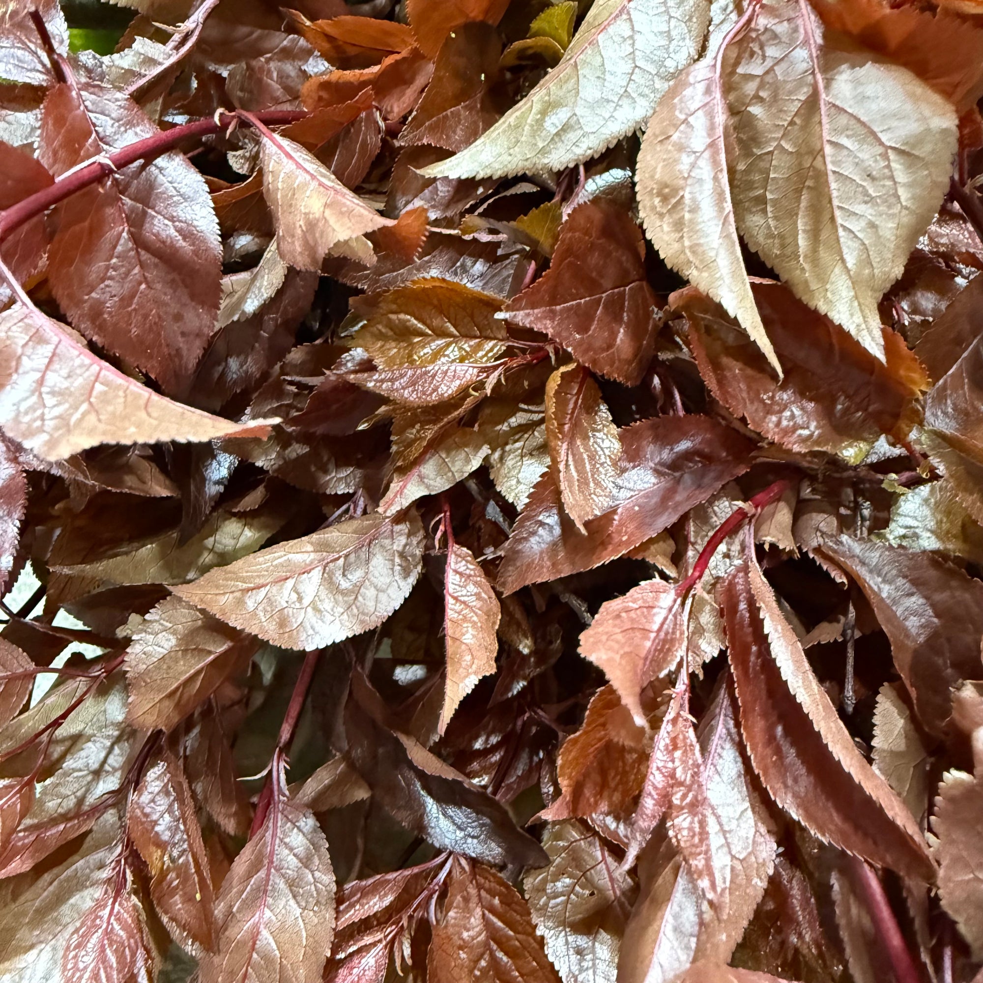Prunus 'Foliage Red' (Wild) (Various Sizes)