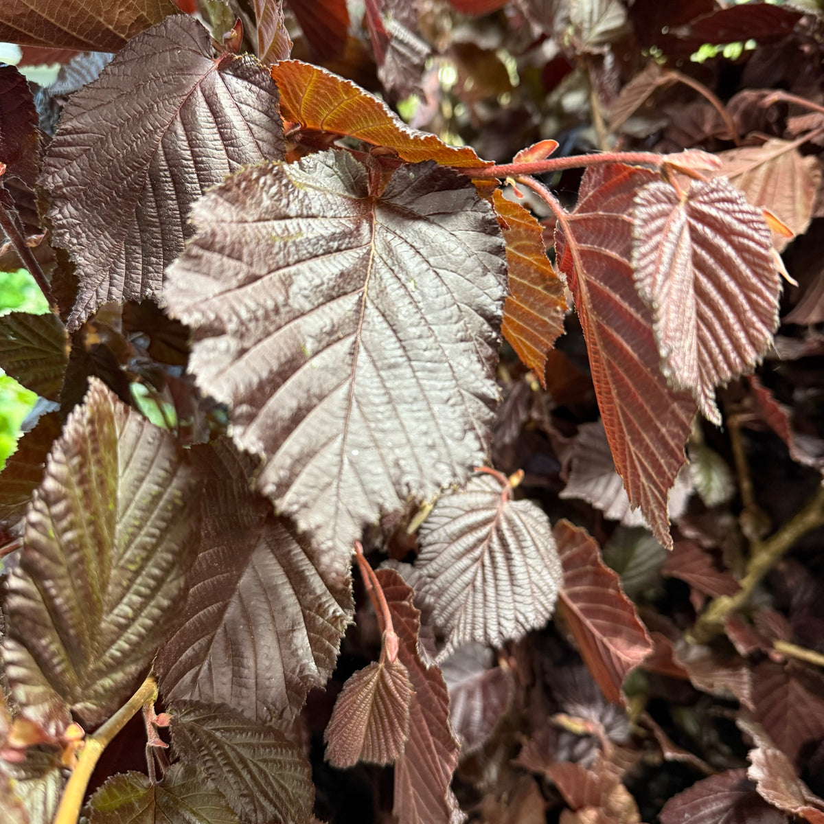 Hazel &#39;Red Foliage&#39; Corylus Wild (Various Sizes)