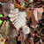 Hazel 'Red Foliage' Corylus Wild (Various Sizes)