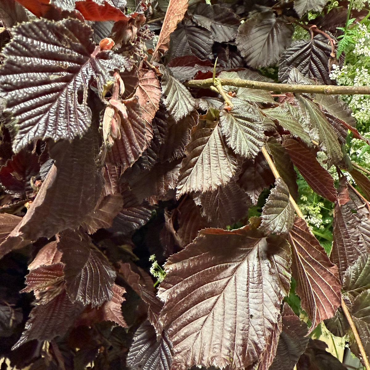 Hazel &#39;Red Foliage&#39; Corylus Wild (Various Sizes)