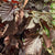 Hazel 'Red Foliage' Corylus Wild (Various Sizes)