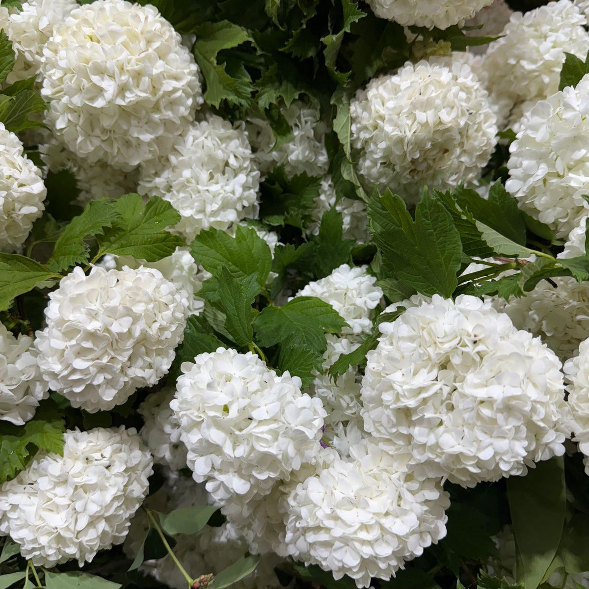 Viburnum &#39;Opulus Guelder&#39; (Wild) (Various Sizes)