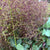 Cotinus 'Red Flowering' (Wild) (Various Sizes)