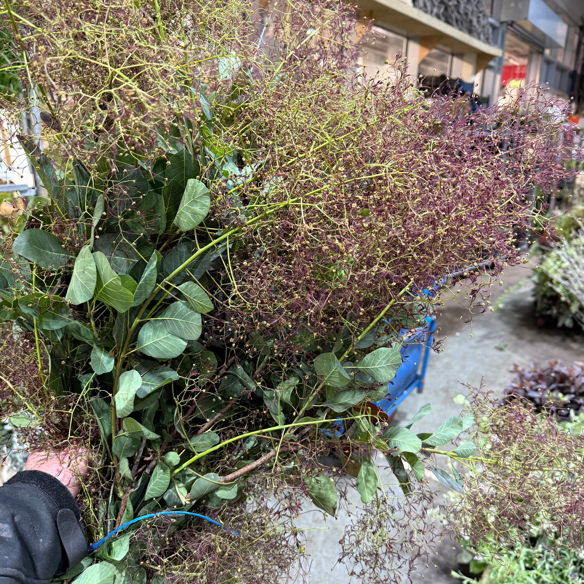 Cotinus 'Red Flowering' (Wild) (Various Sizes)