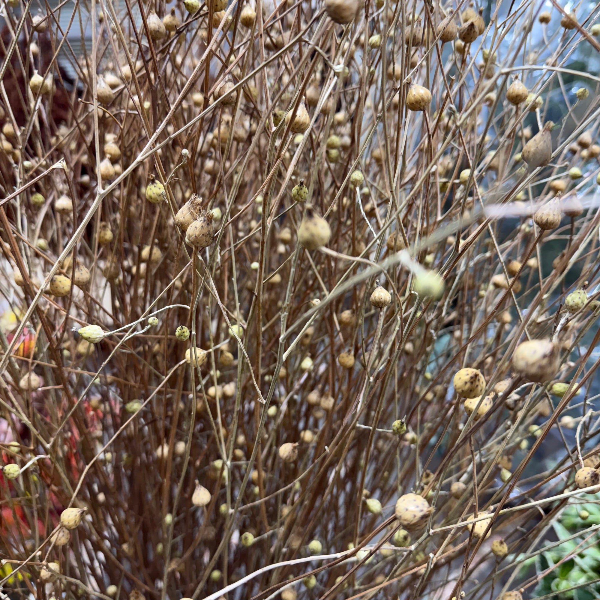 Sanguisorba Officinalis (DRY) (Various Lengths)