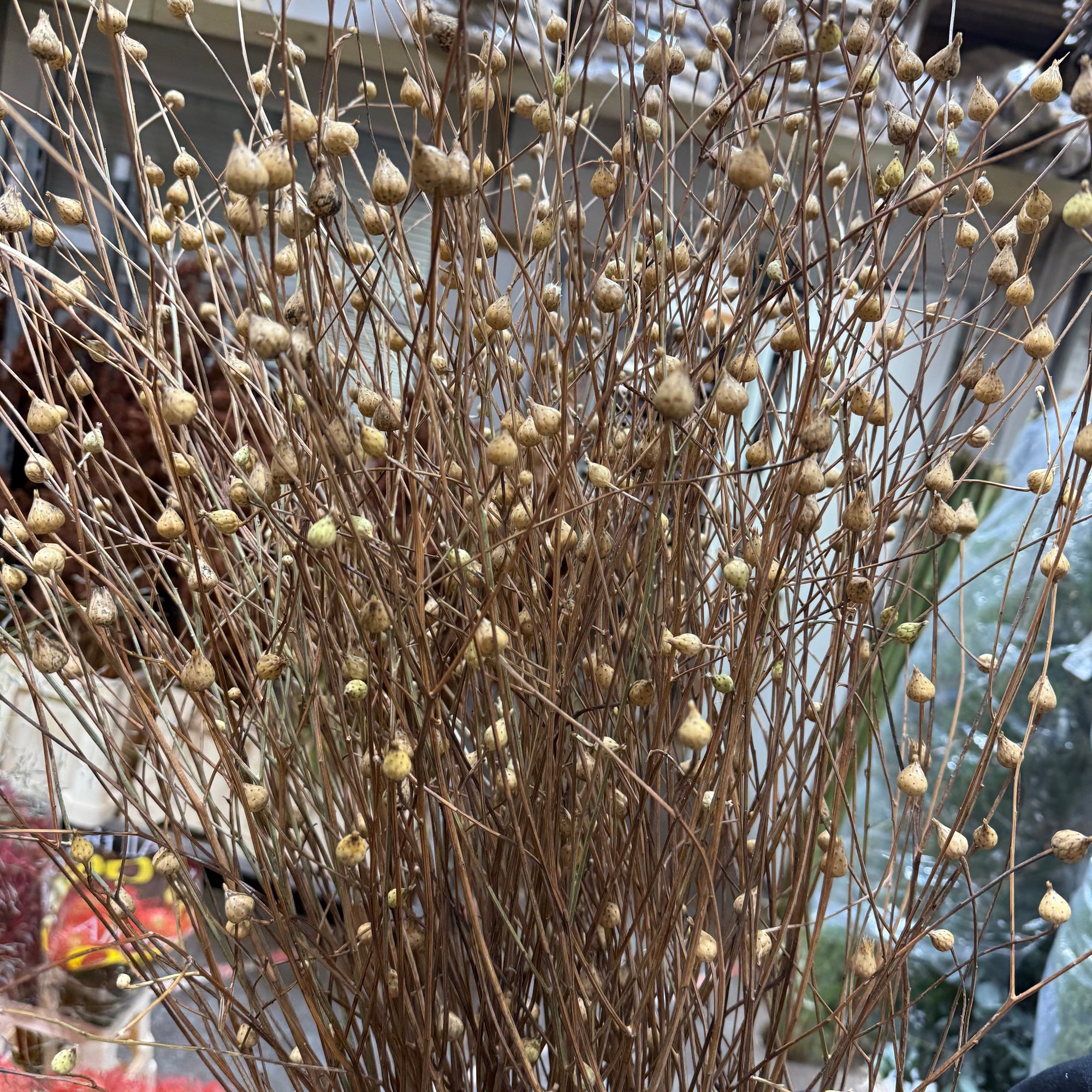 Sanguisorba Officinalis (DRY) (Various Lengths)
