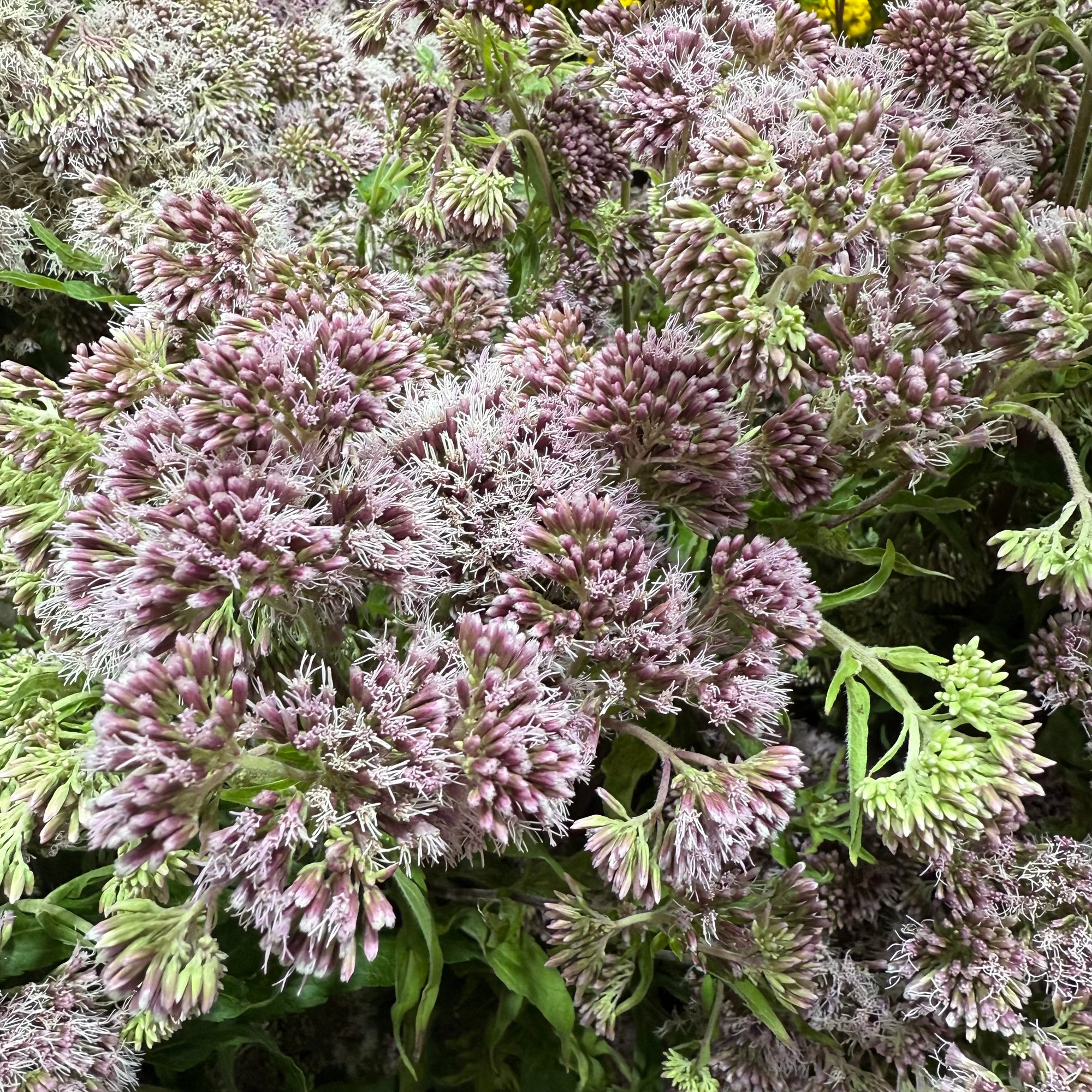 Hemp 'Agrimony' (Wild) (Various)