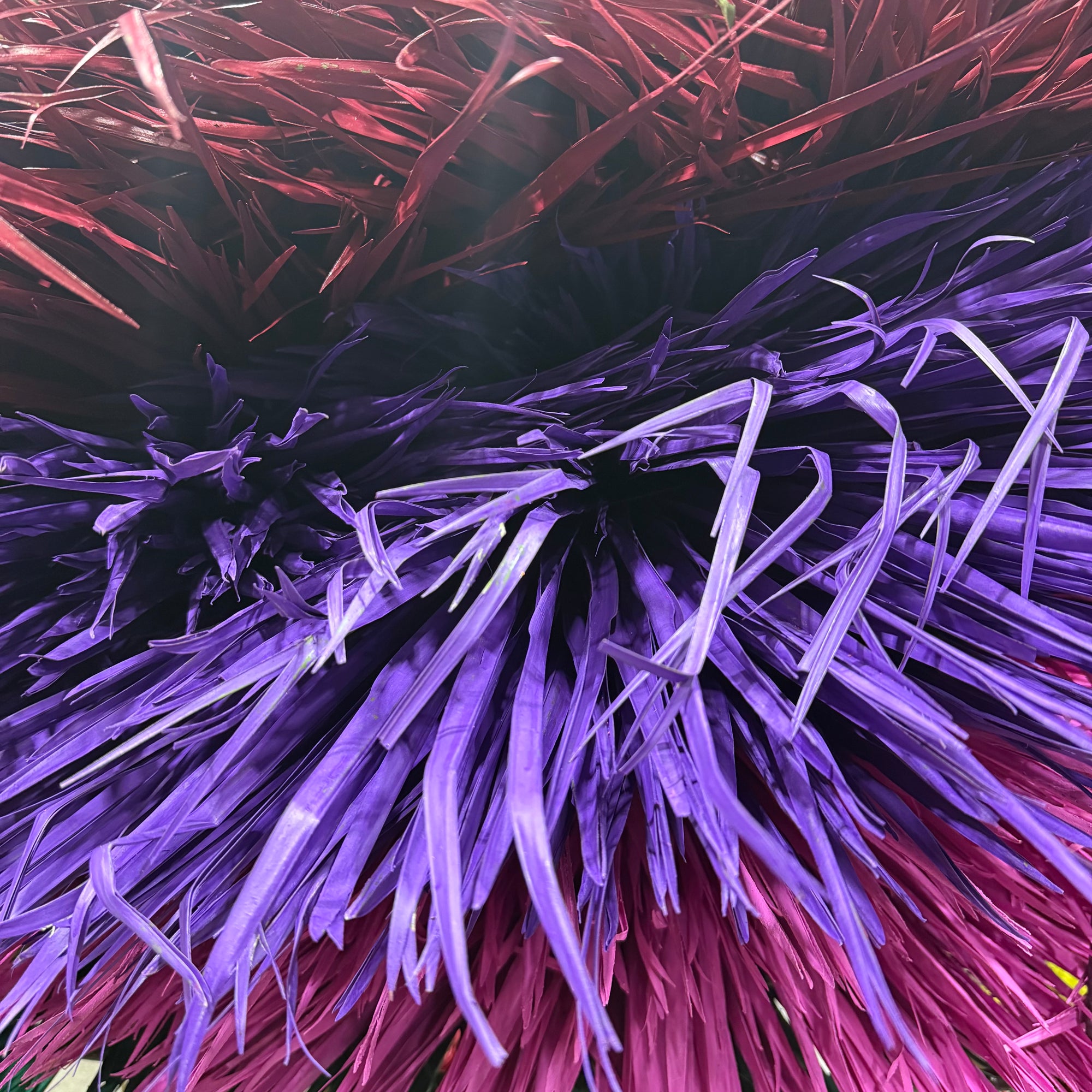 Palm 'Fan Palm' (Painted) (Various)