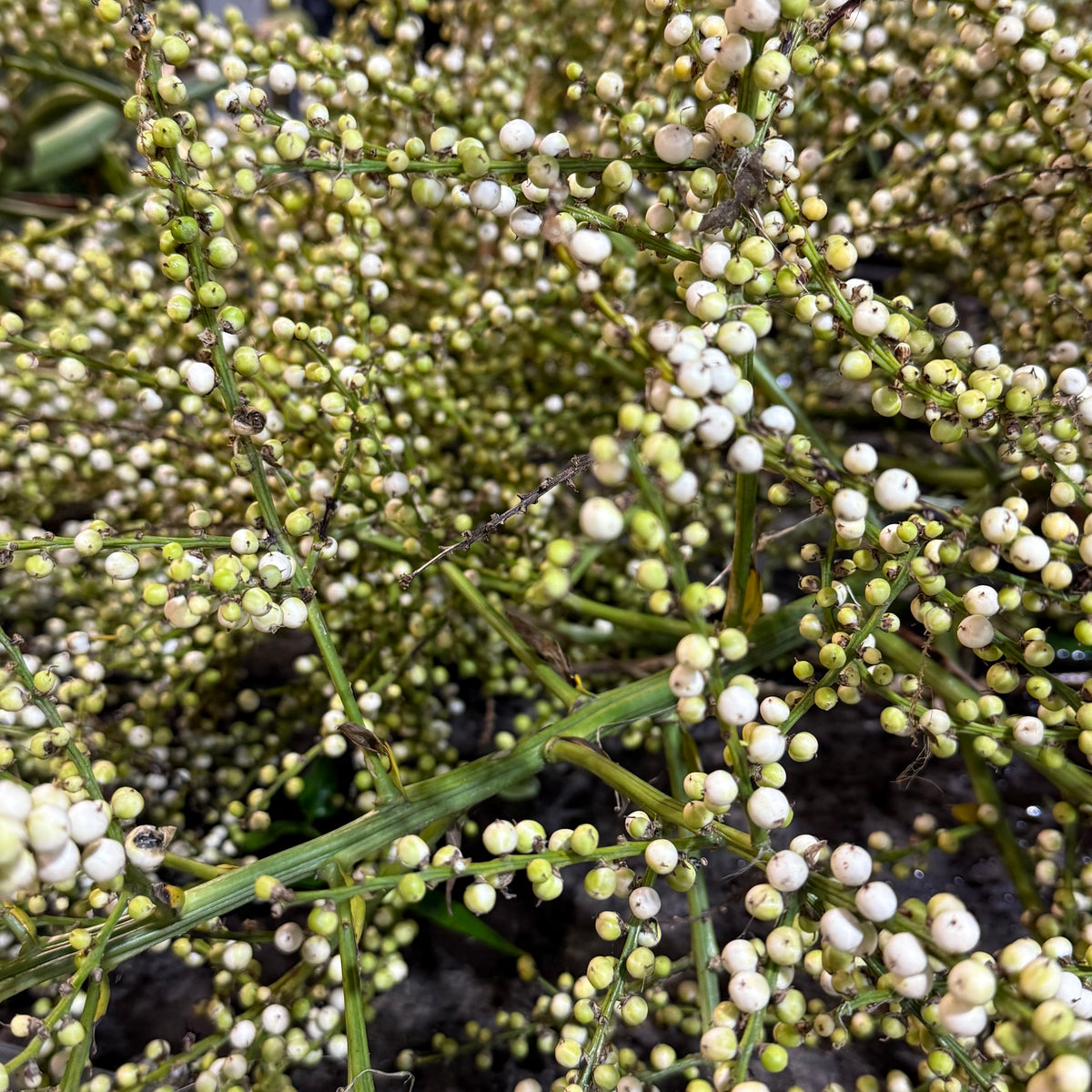 Yucca &#39;Flower&#39; (Per Stem)