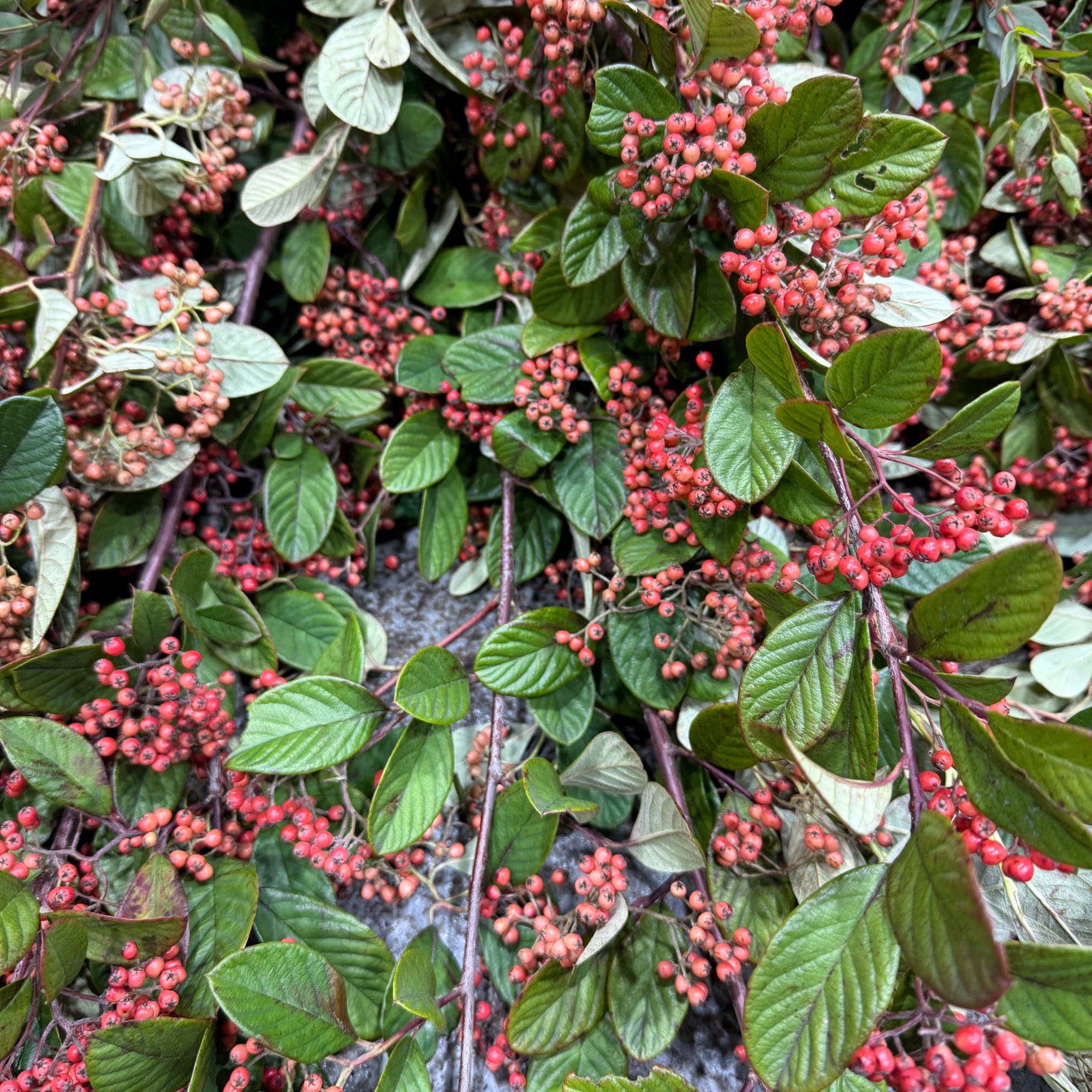 Cotoneaster 'Berried' (Oval leaf) (Wild) (Various Sizes)