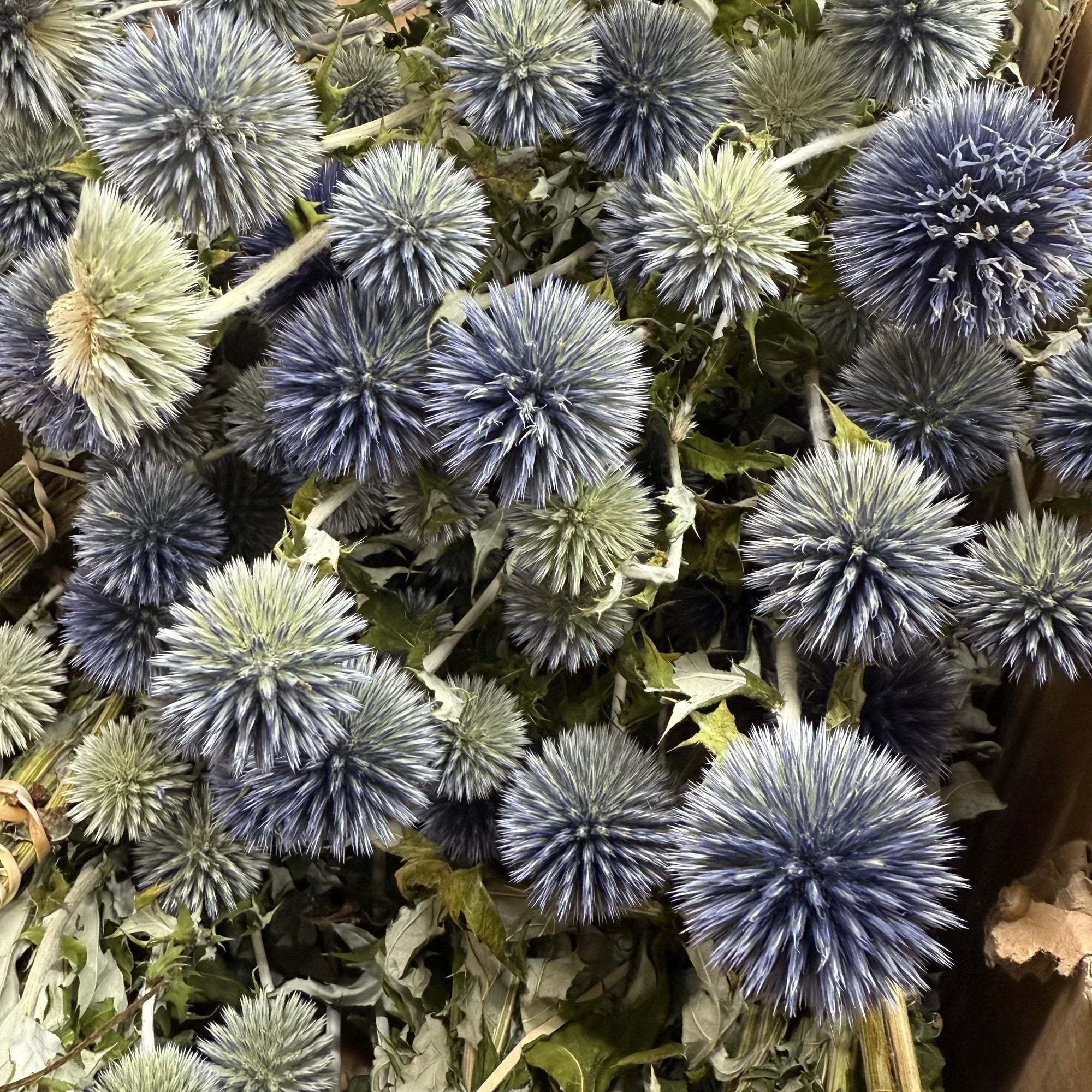 Thistle (Natural Blue) (DRY) (Various Types)