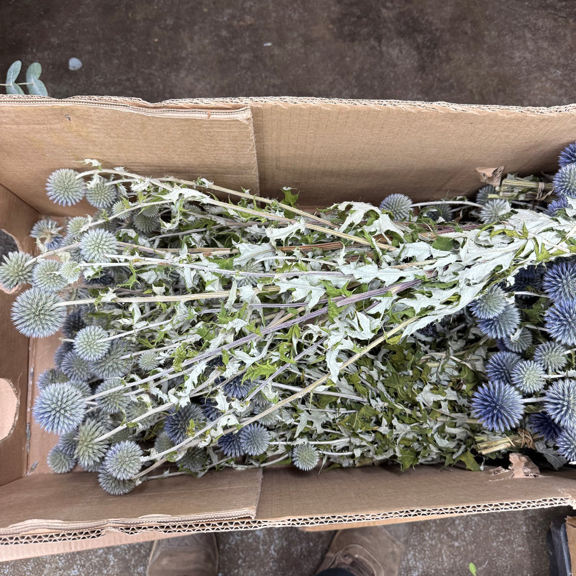 Thistle (Natural Blue) (DRY) (Various Types)