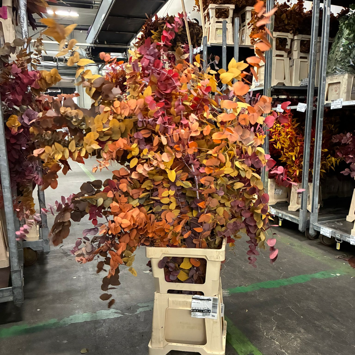 Eucalyptus &#39;Stuartiana&#39; (Stabilised) (DRY) (Various Colours)