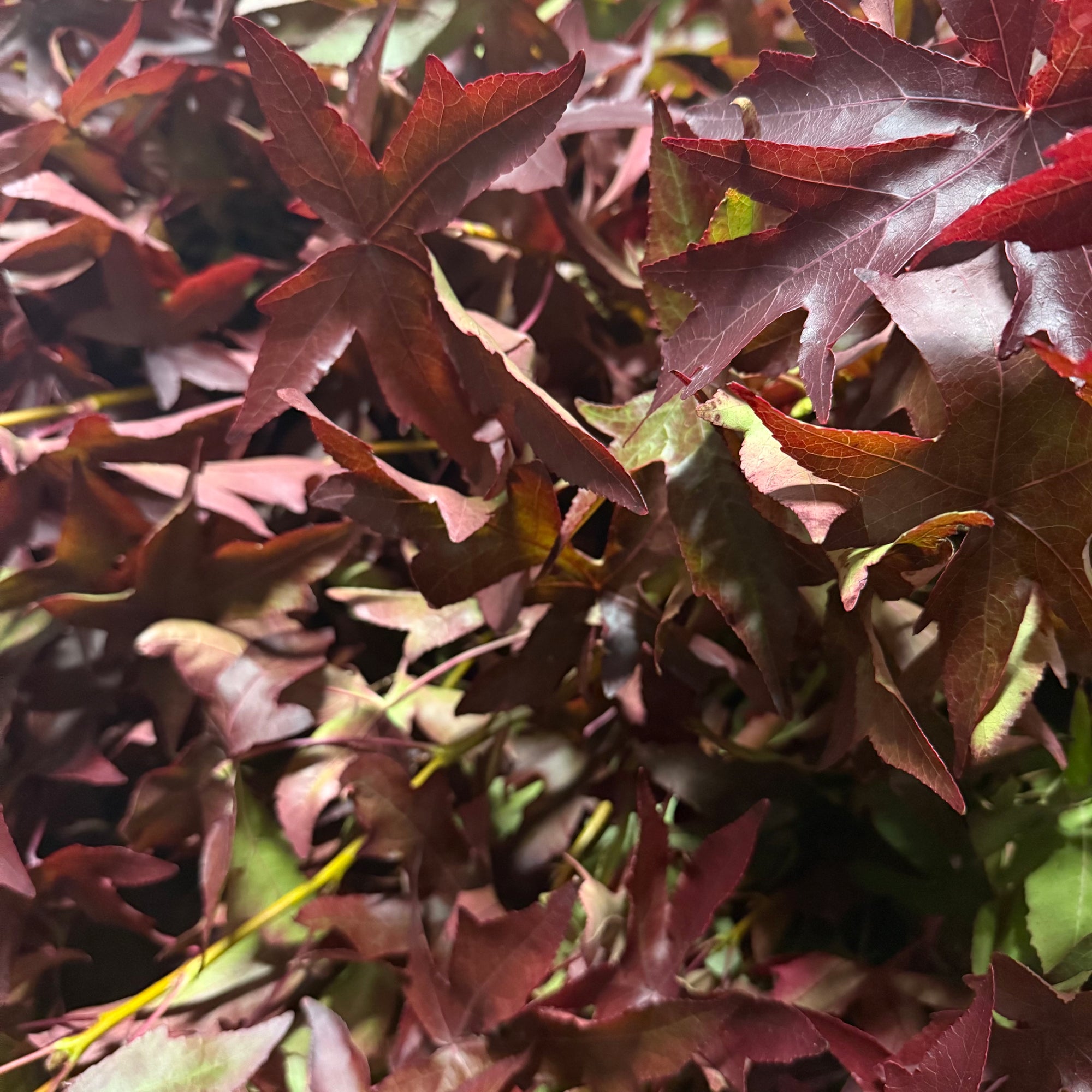 Japanese Maple (Acer) Wild (Various Sizes & Colours)