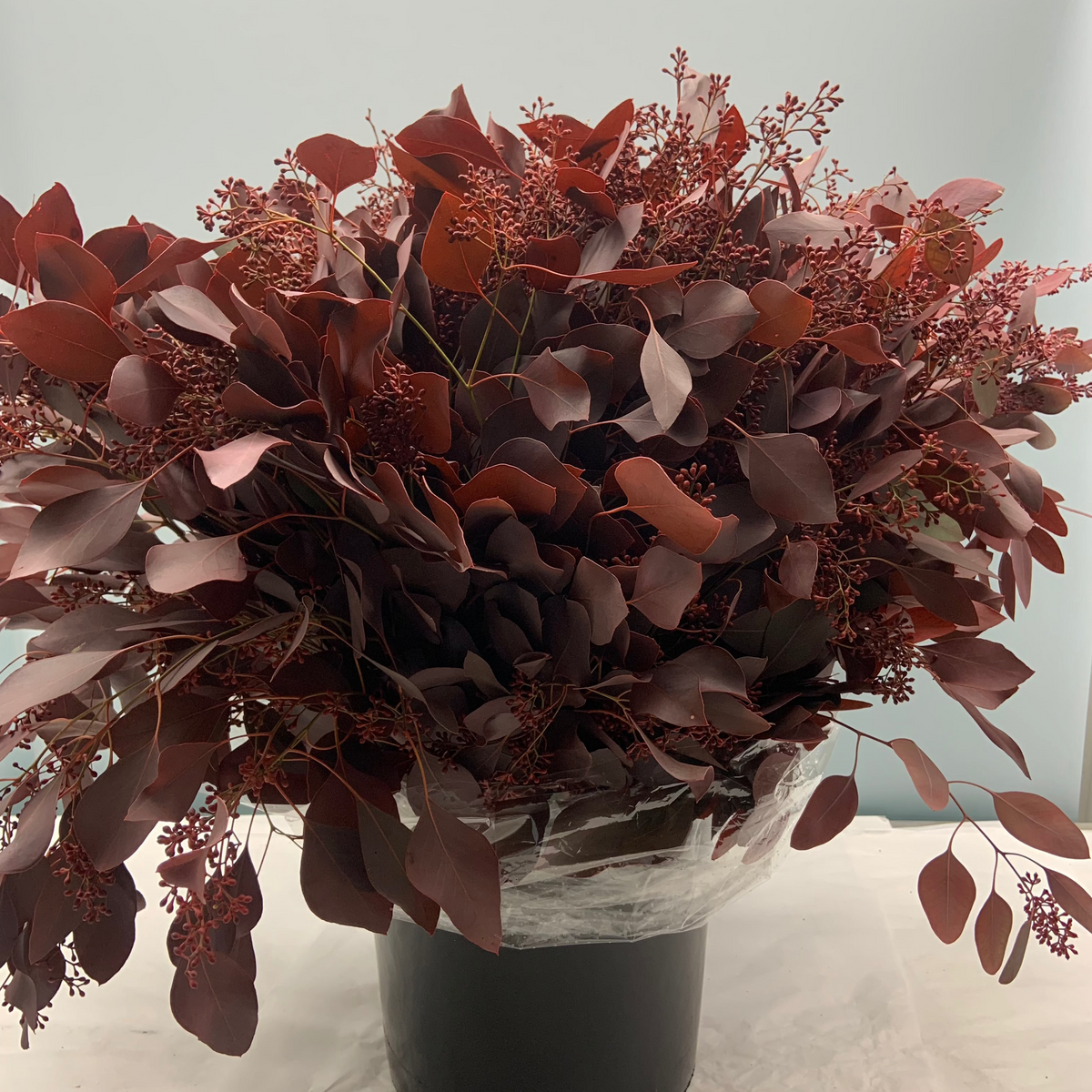 Eucalyptus &#39;Populus Berries&#39; (Red Aspirated) 60cm 300g