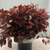 Eucalyptus 'Populus Berries' (Red Aspirated) 60cm 300g