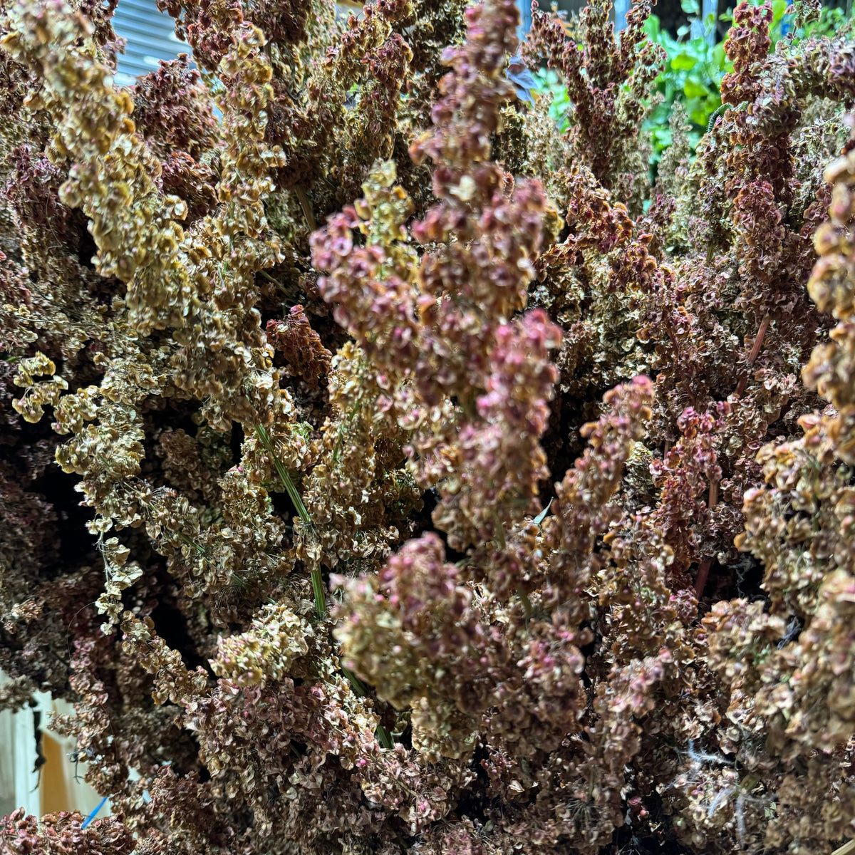 Sorrel &#39;Dock&#39; (Wild) (Various Sizes)
