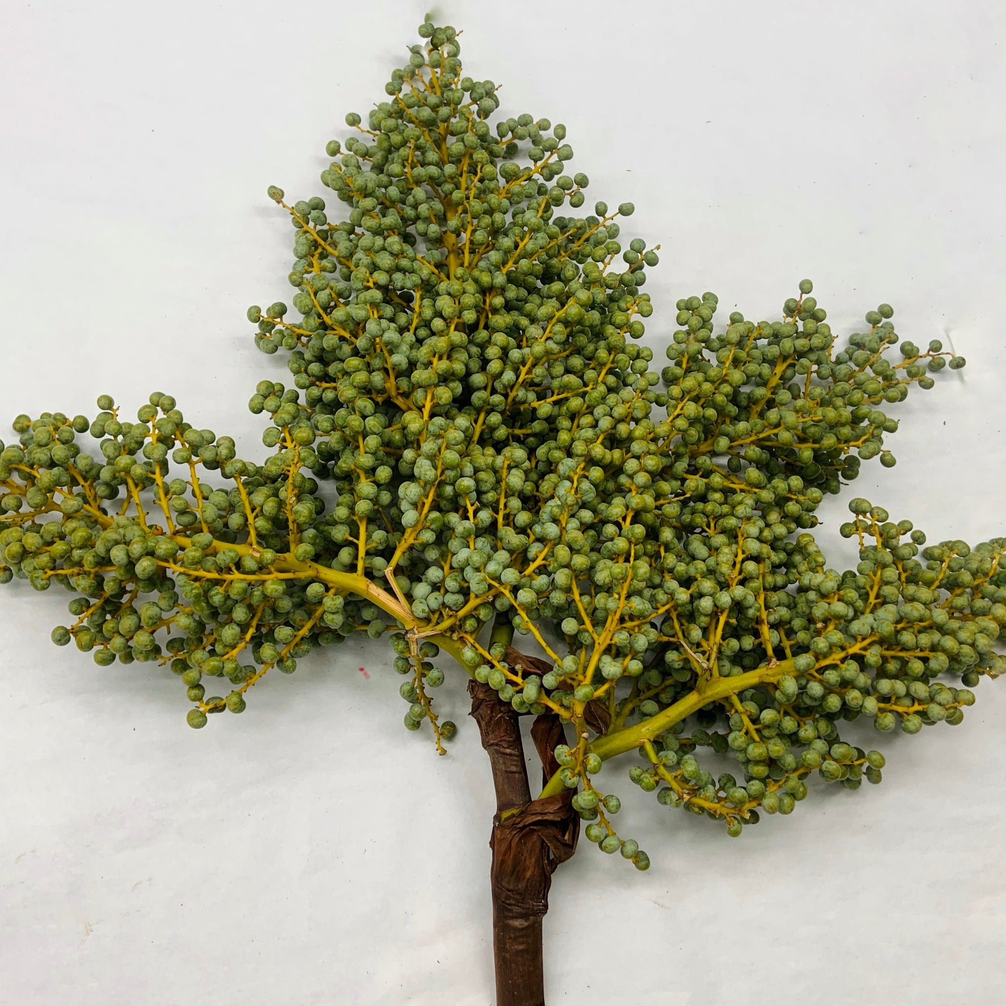 Palm 'Date Crown' (Various Sizes)