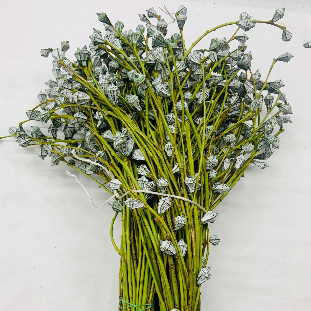 Eucalyptus &#39;Pods&#39; (Various Sizes)