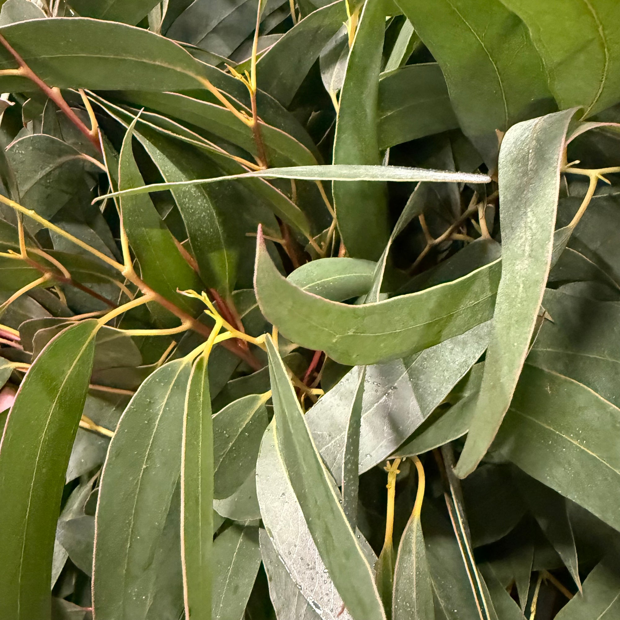 Eucalyptus 'Glaucesens' (Cultivated) (Various Sizes) J
