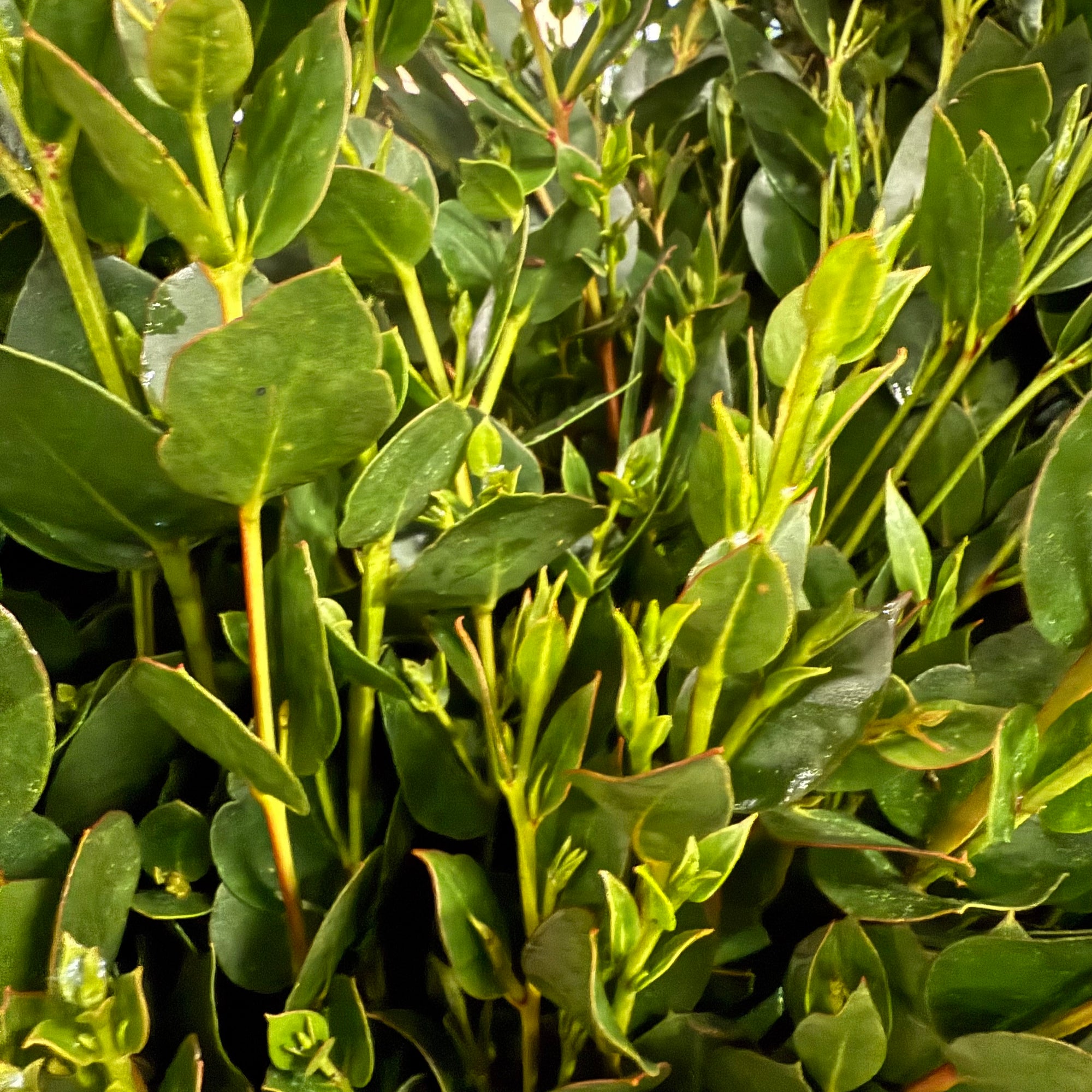 Eucalyptus 'Subcrenulata' (Cultivated) (Various Sizes) J