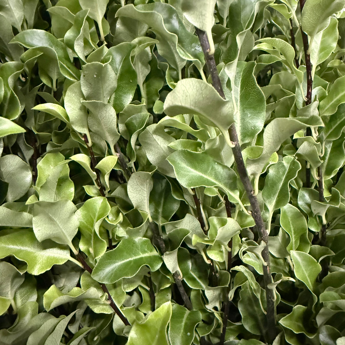 Pittosporum &#39;Green&#39; (Tenuifolia) (Various Lengths)