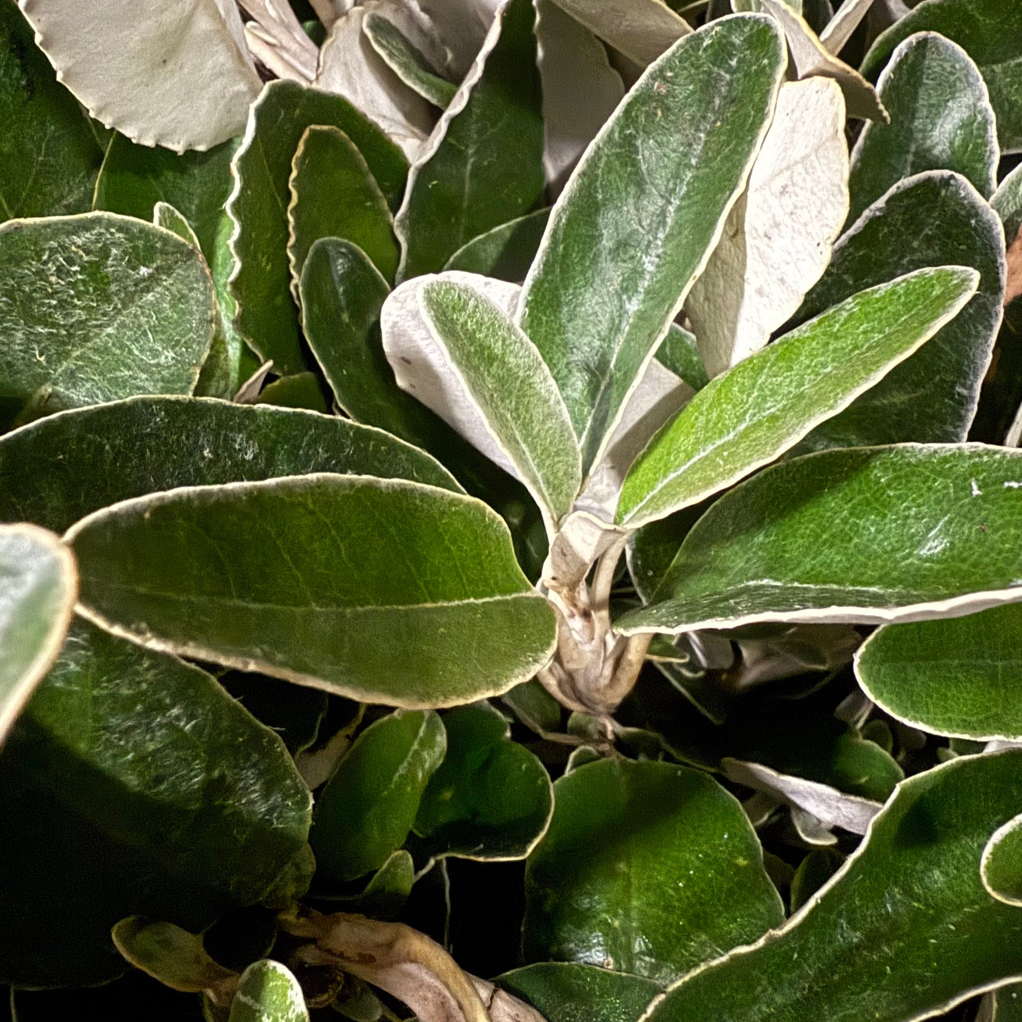 Senecio (Cultivated) (Various Lengths)