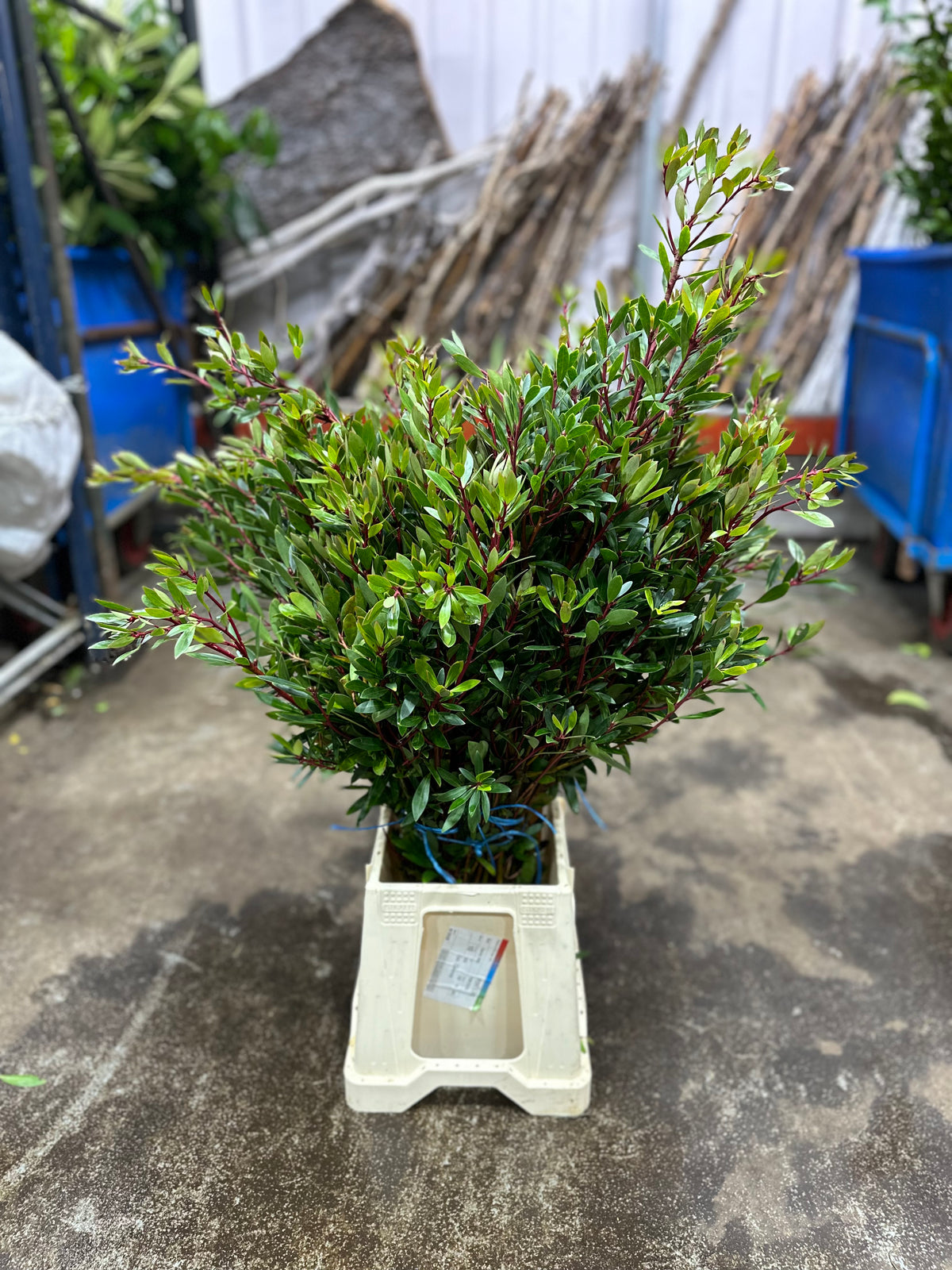 Drymis &#39;Pepper Berry&#39; (Wild) C