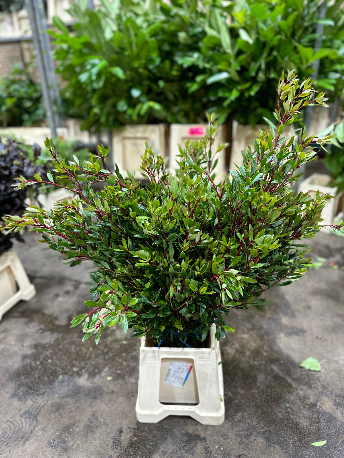 Drymis &#39;Pepper Berry&#39; (Wild) C