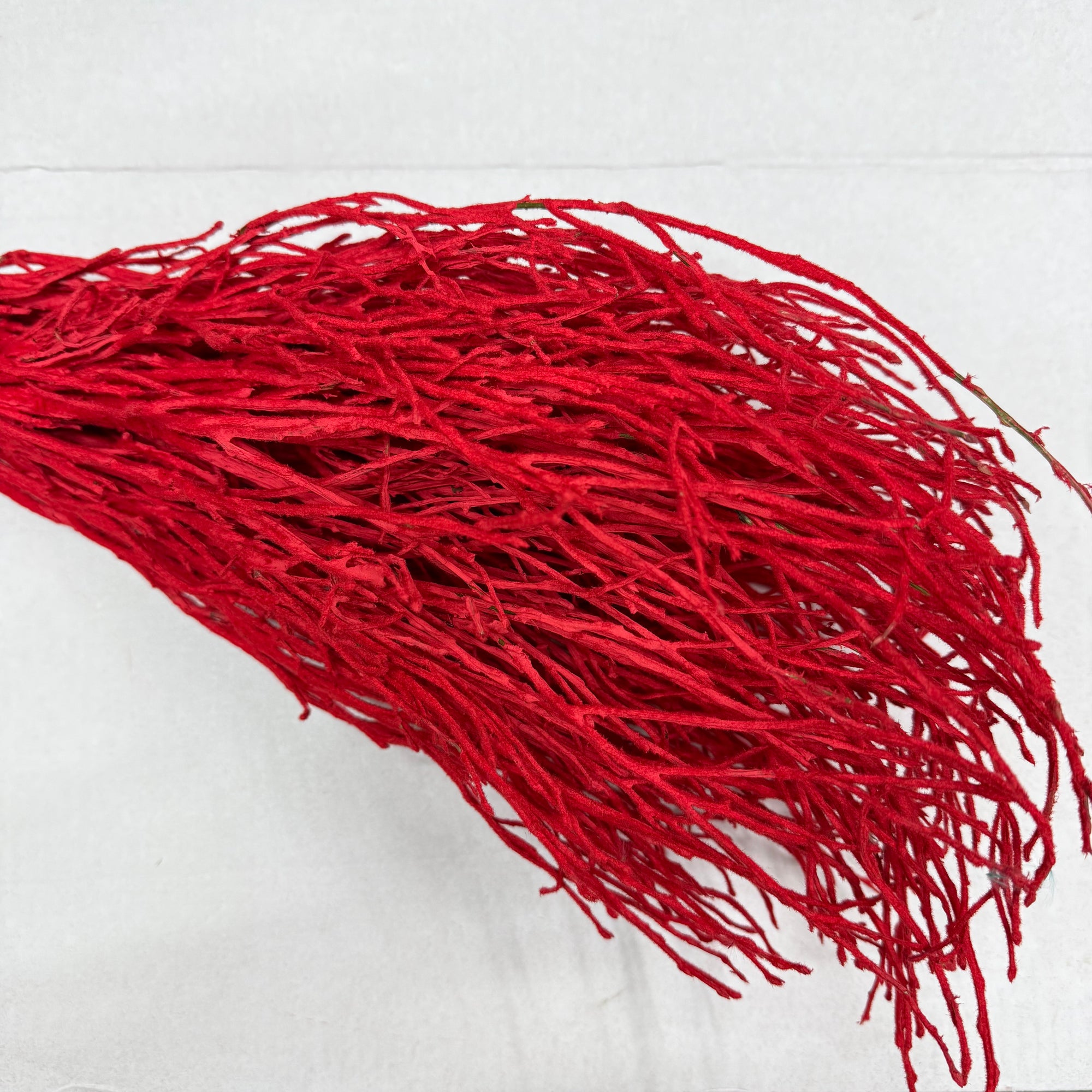 Bog Myrtle 'Red Snow' (Premium) (Bundle)