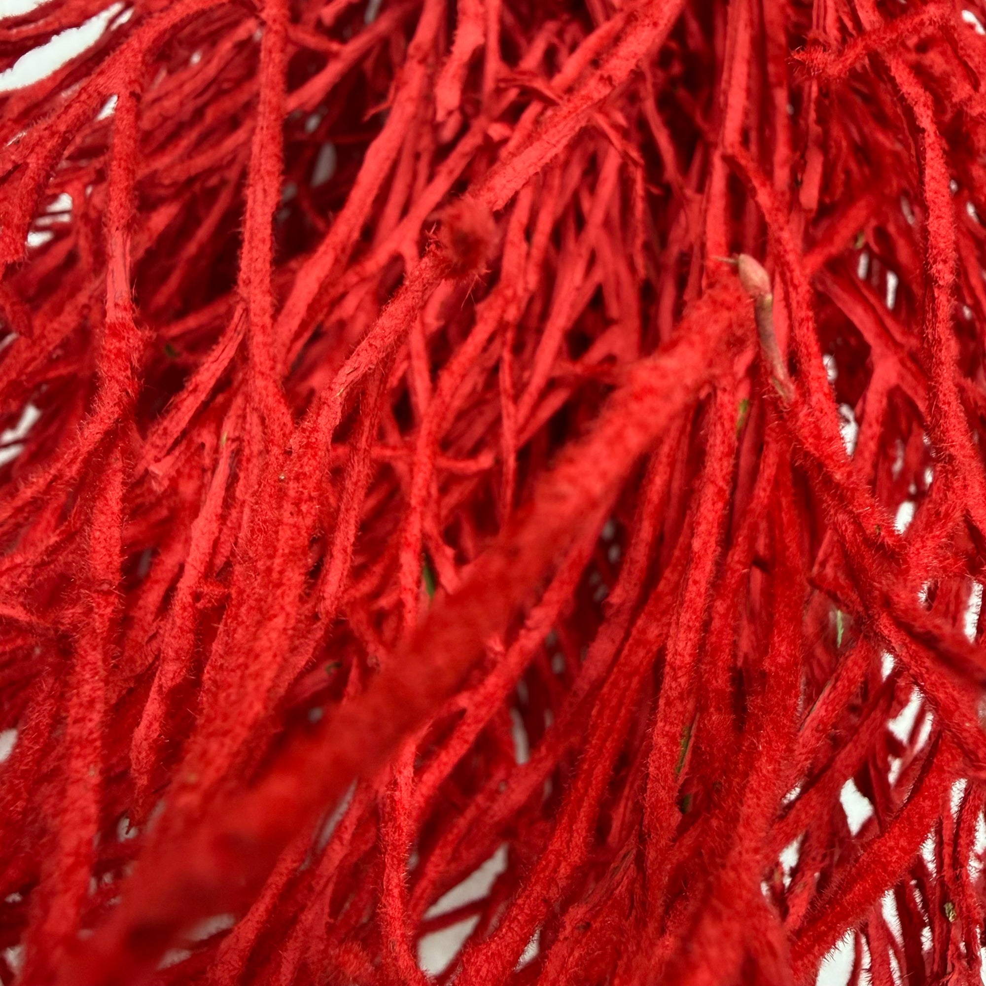 Bog Myrtle 'Red Snow' (Premium) (Bundle)