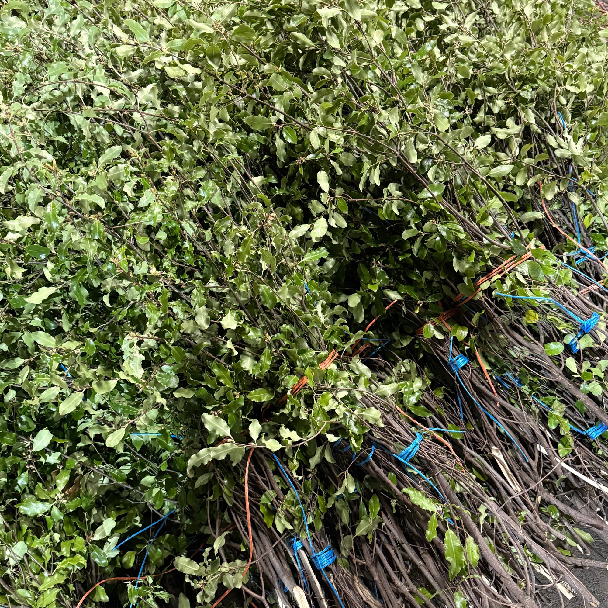 Pittosporum 'Green' (Tenuifolia) (Wild) (Various Sizes)