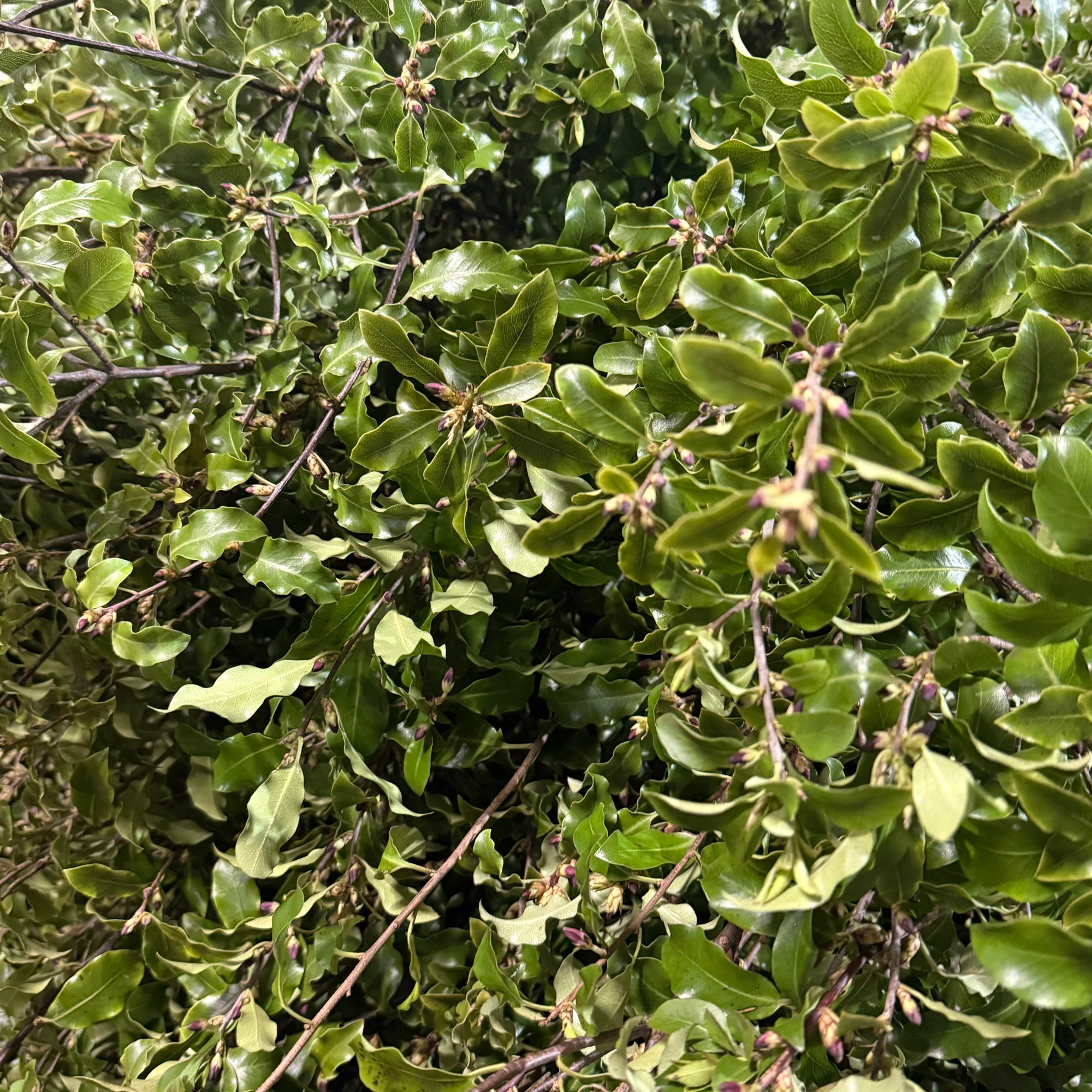 Pittosporum 'Green' (Tenuifolia) (Wild) (Various Sizes)