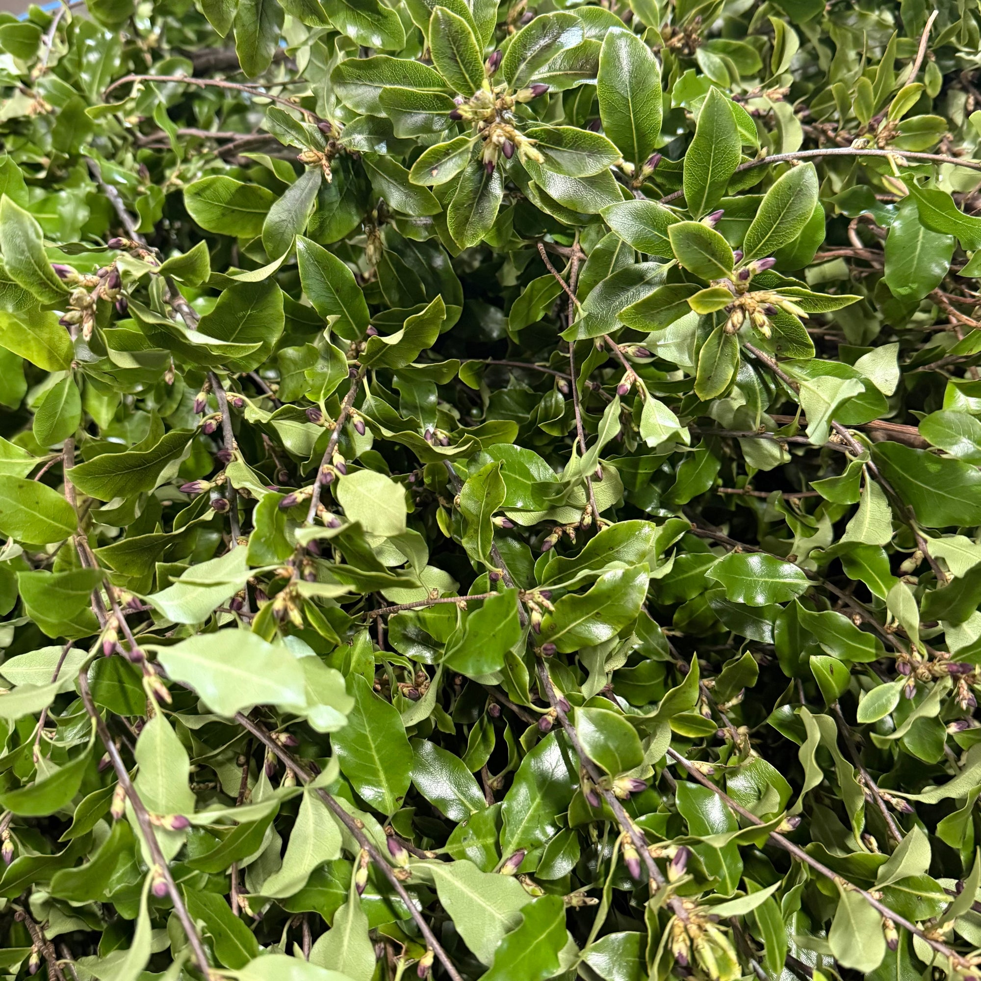 Pittosporum 'Green' (Tenuifolia) (Wild) (Various Sizes)