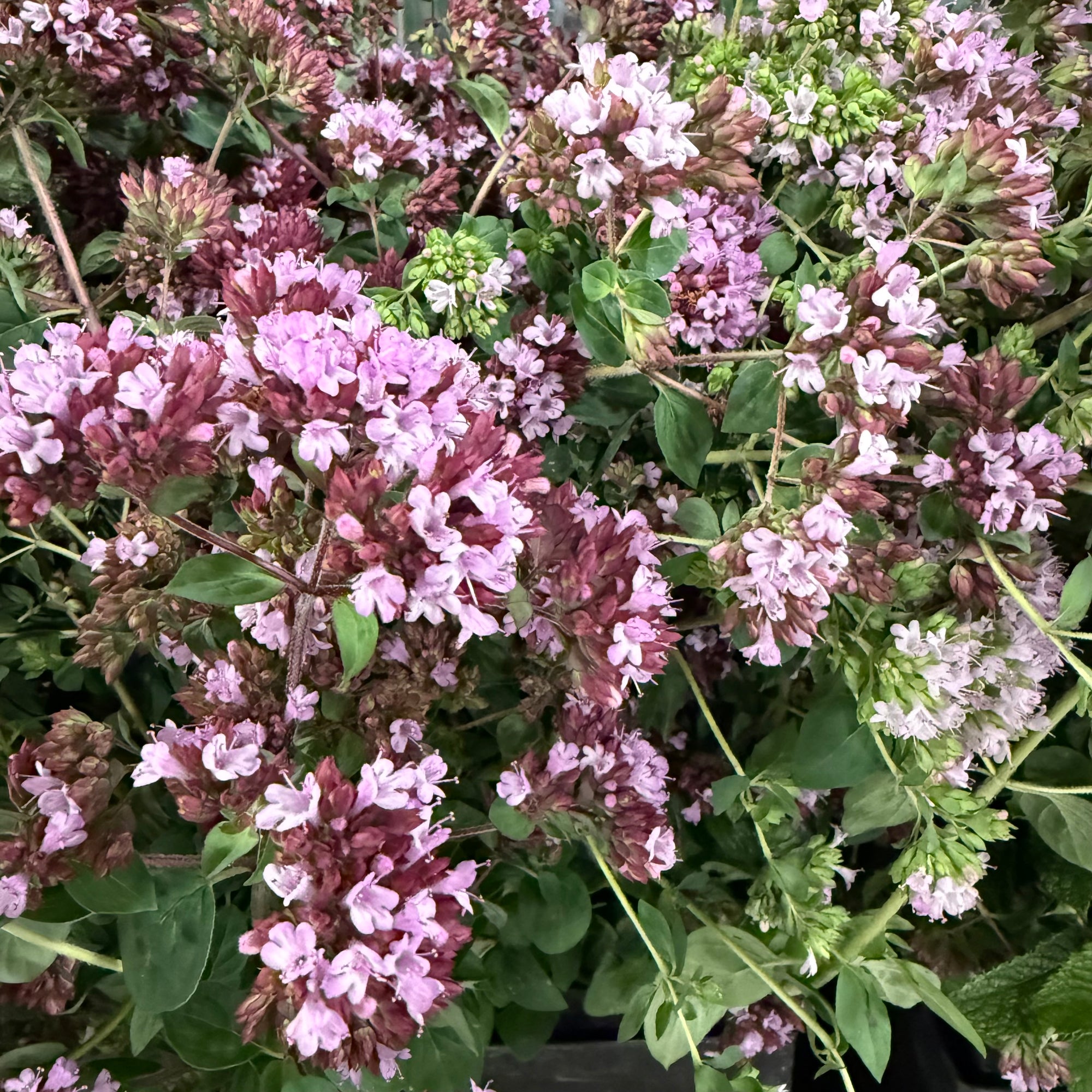 Oregano (Cultivated E) (x10)