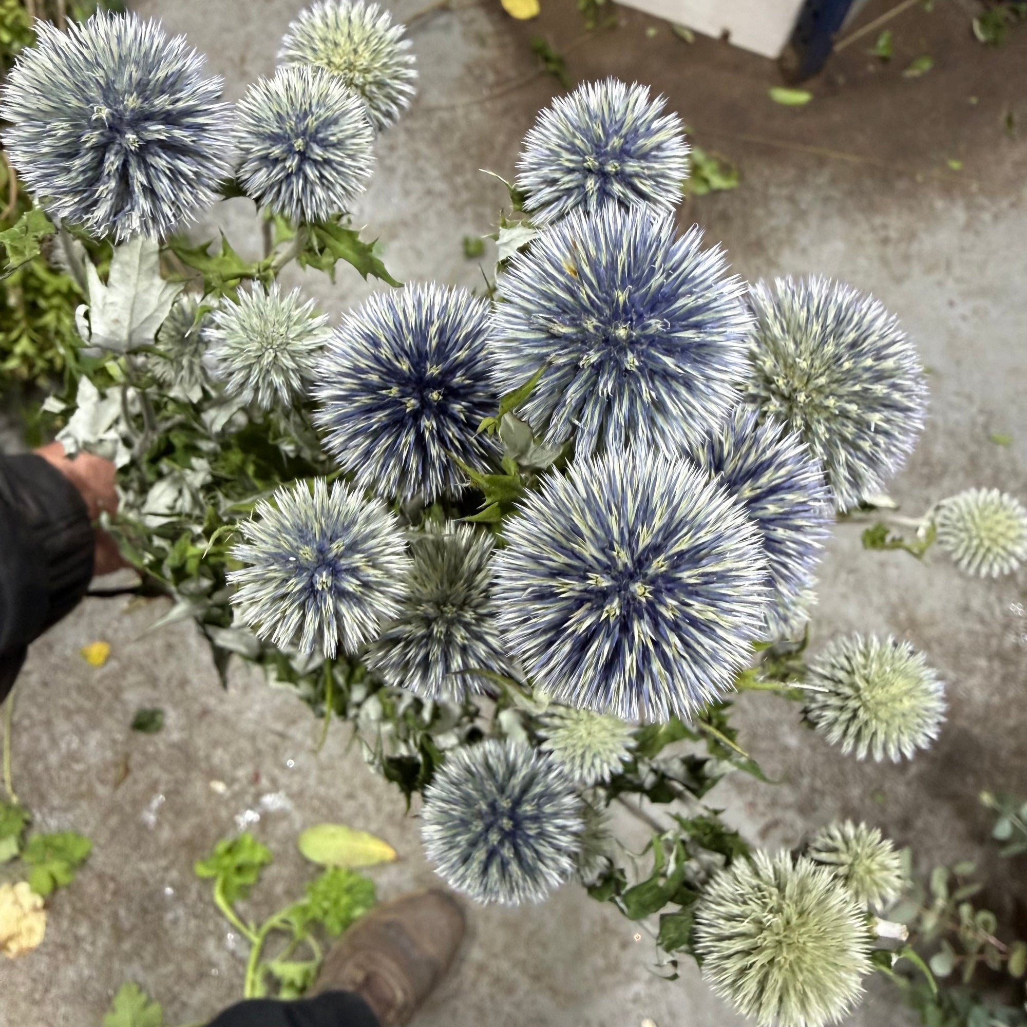 Thistle (Natural Blue) (DRY) (Various Types)
