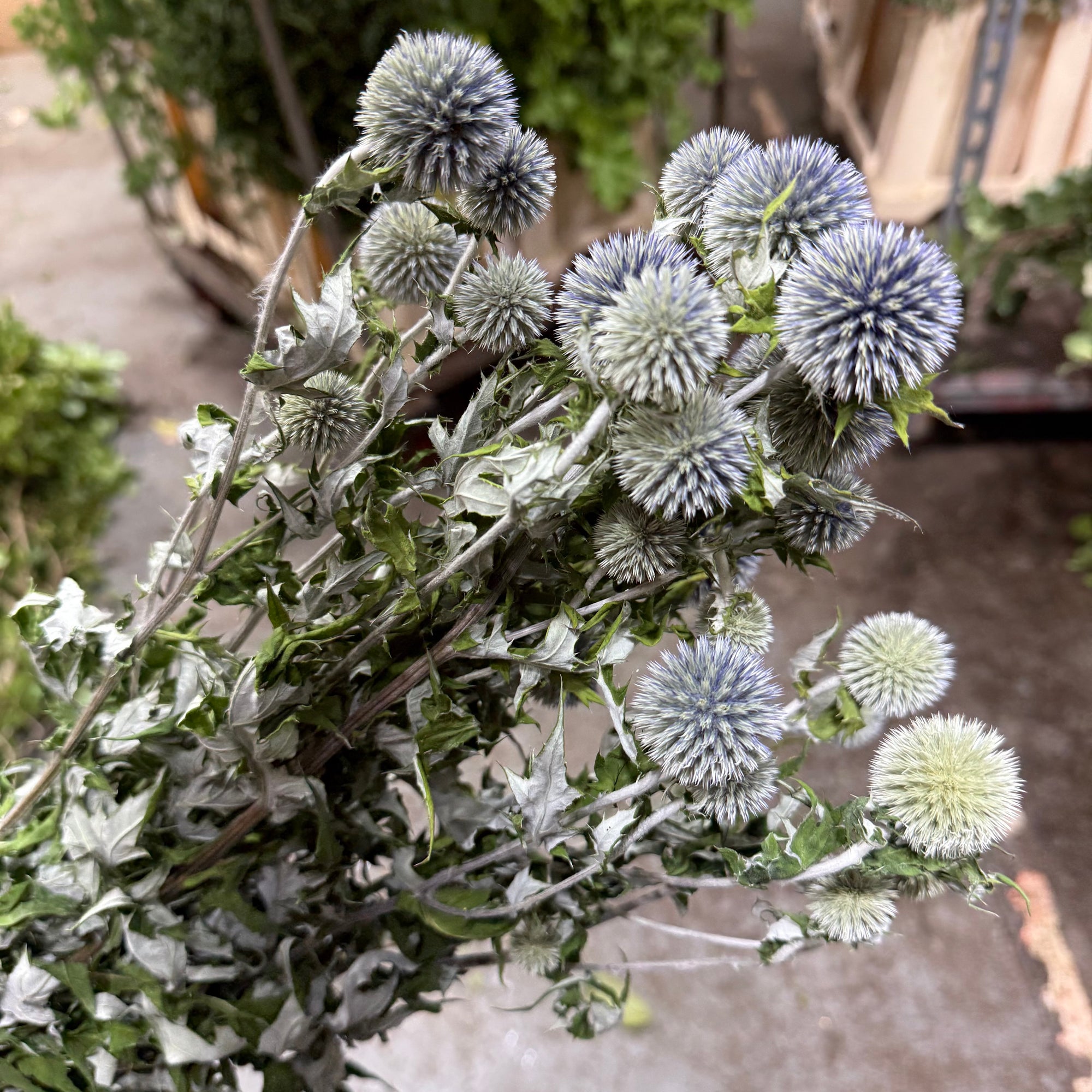 Thistle (Natural Blue) (DRY) (Various Types)