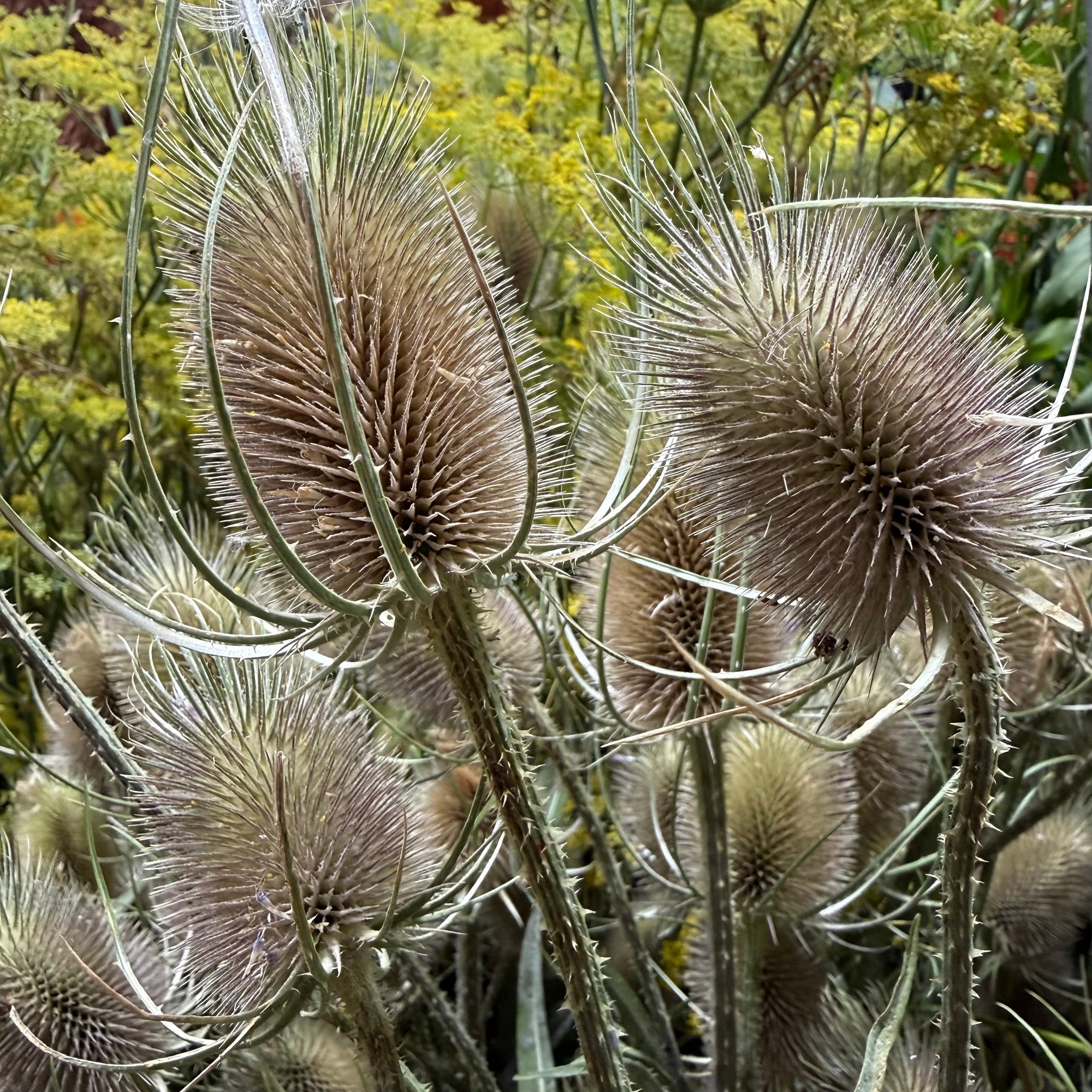 Teasels (Wild) 'Fresh' (Various Sizes)