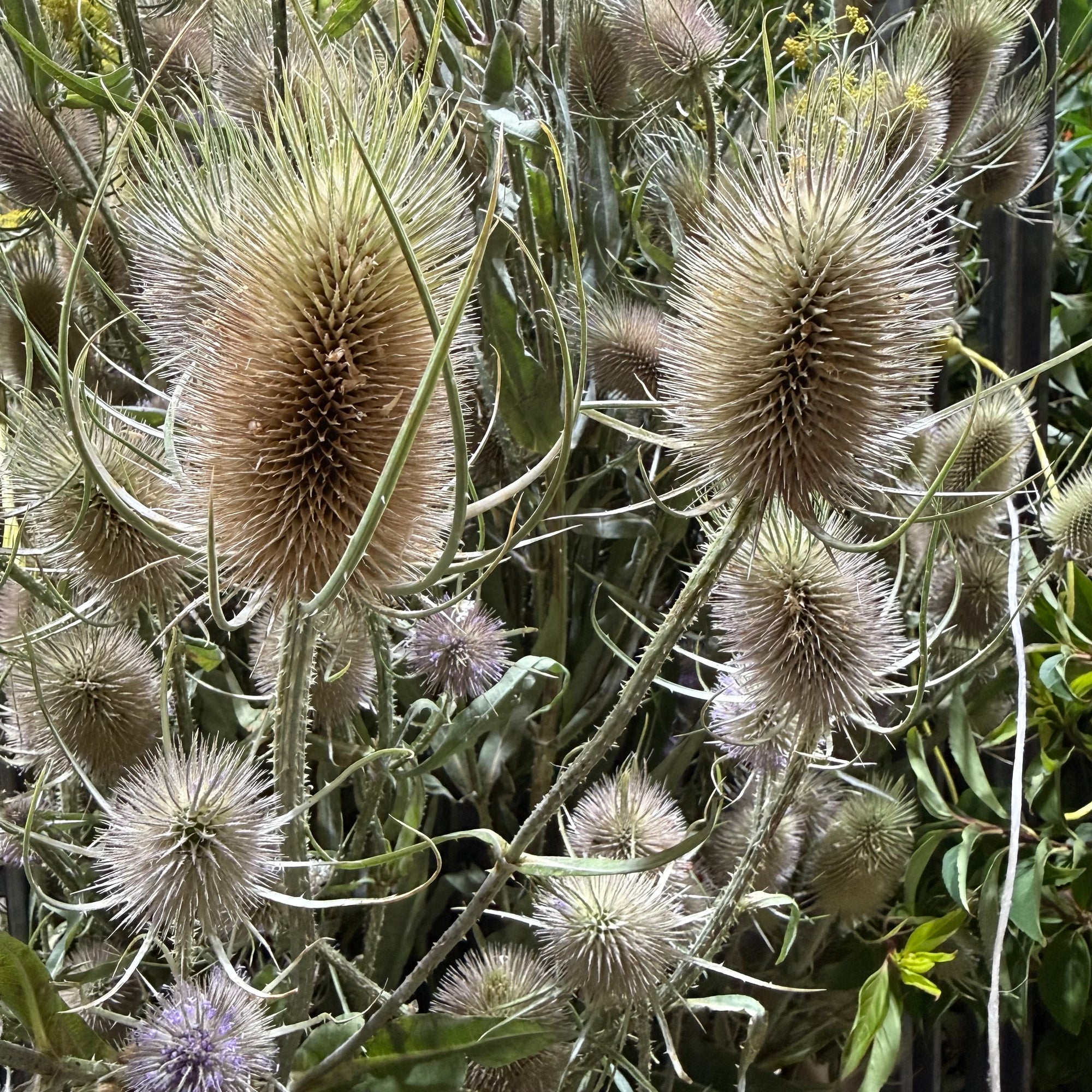 Teasels (Wild) 'Fresh' (Various Sizes)