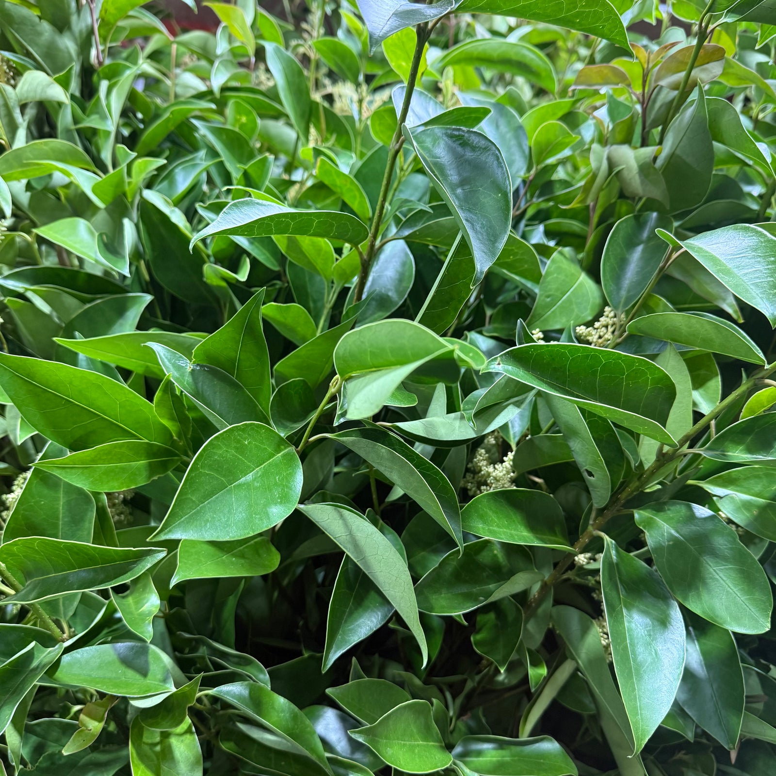 Close-up of 'Japanese Ligustrum' a leafy green plant with glossy oval leaves and small clusters of pale flowers.