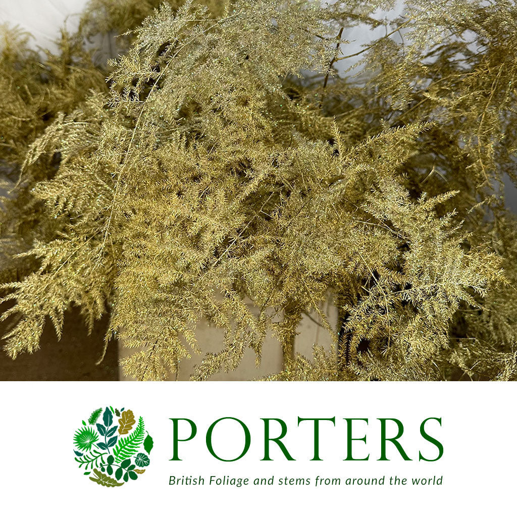 Fern &#39;Asparagus&#39; (Painted/Glitter) 85cm (Various Colours) (x50)