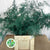 Fern 'Asparagus' (Painted) 85cm (Various Colours) (x50)