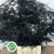 Fern 'Asparagus' (Painted) 85cm (Various Colours) (x50)
