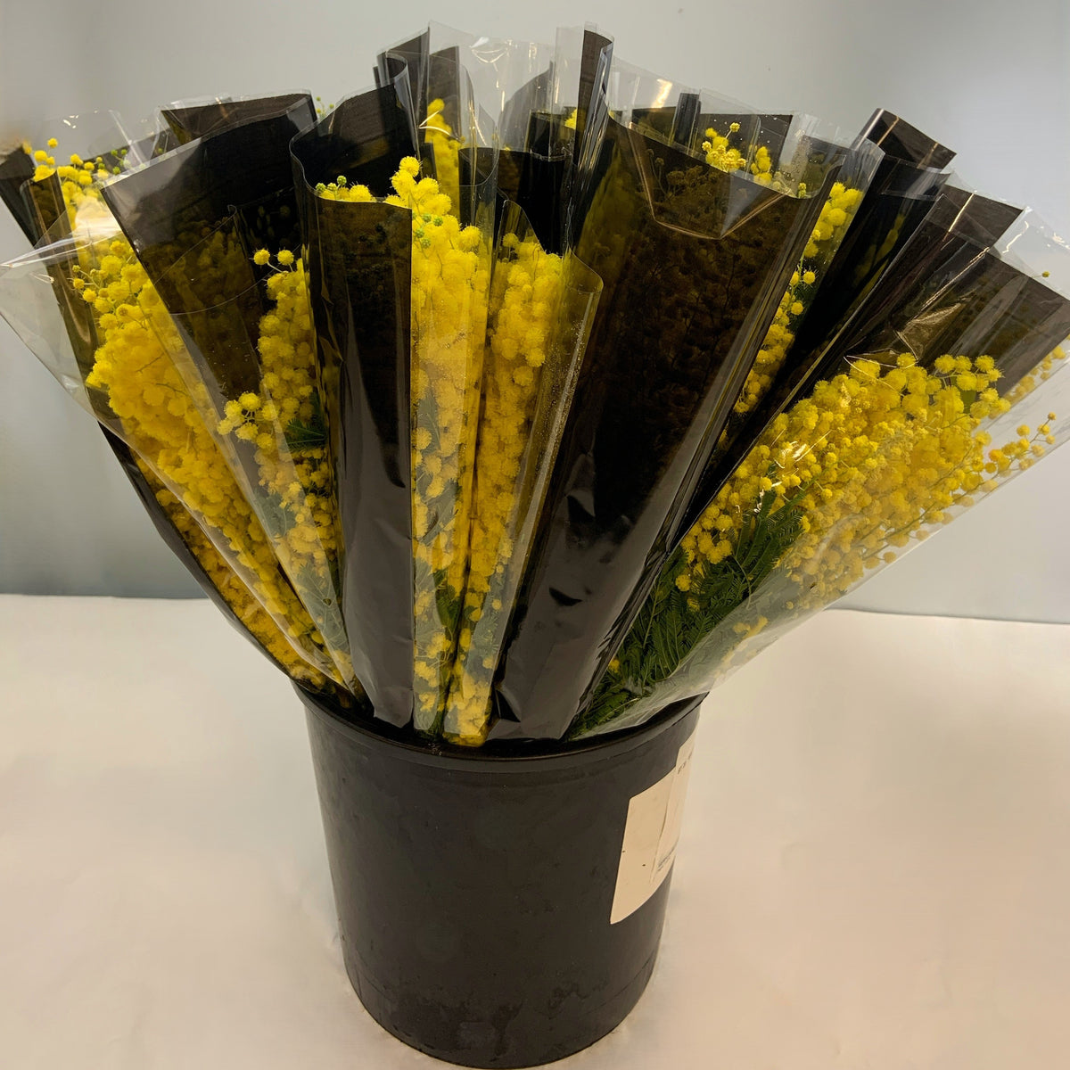 Mimosa &#39;Mirandole&#39; (Various Sizes)