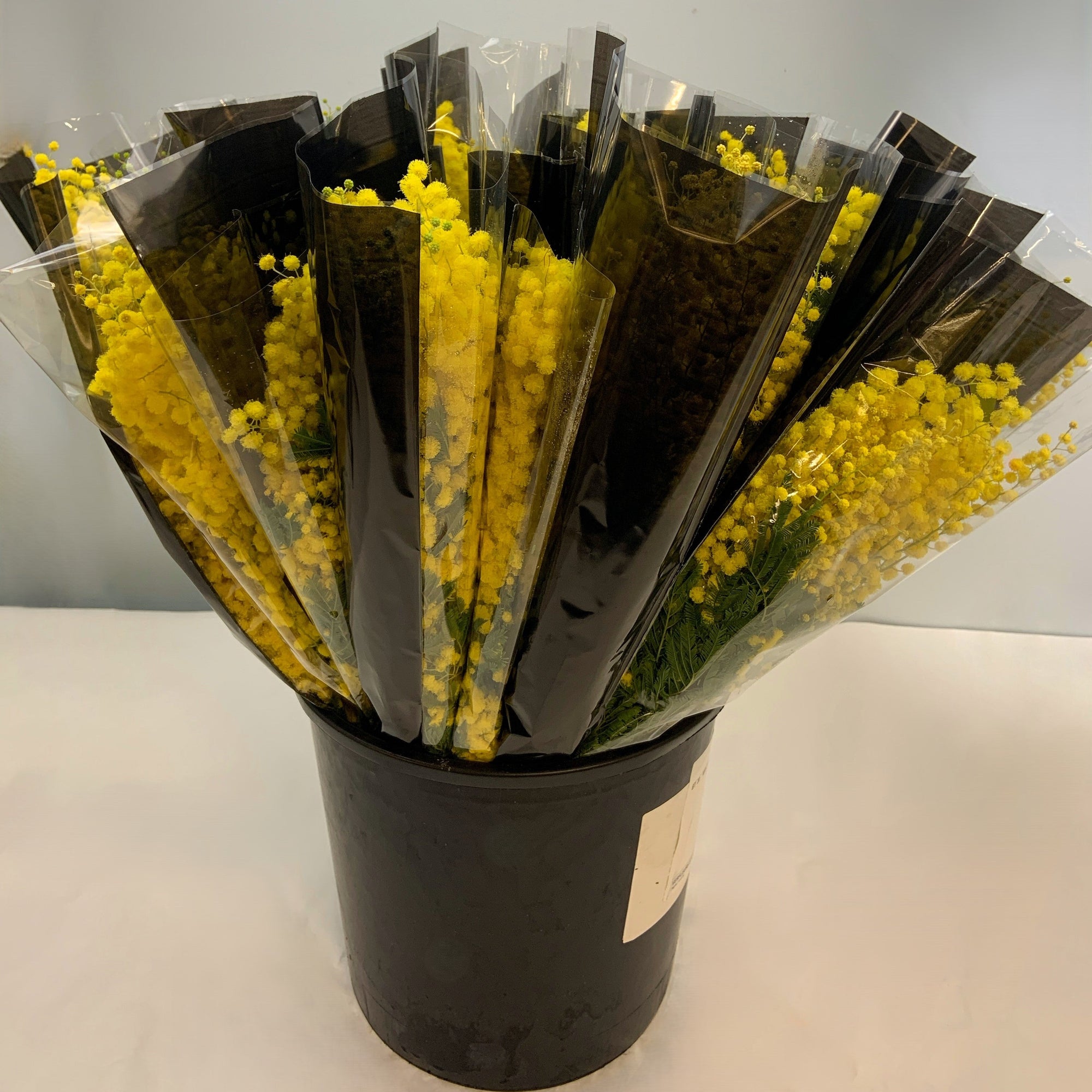 Mimosa 'Mirandole' (Various Sizes)